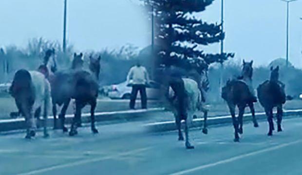 Erzurum’da köpekten korkan cirit atları, trafikte 25 kilometre koştu