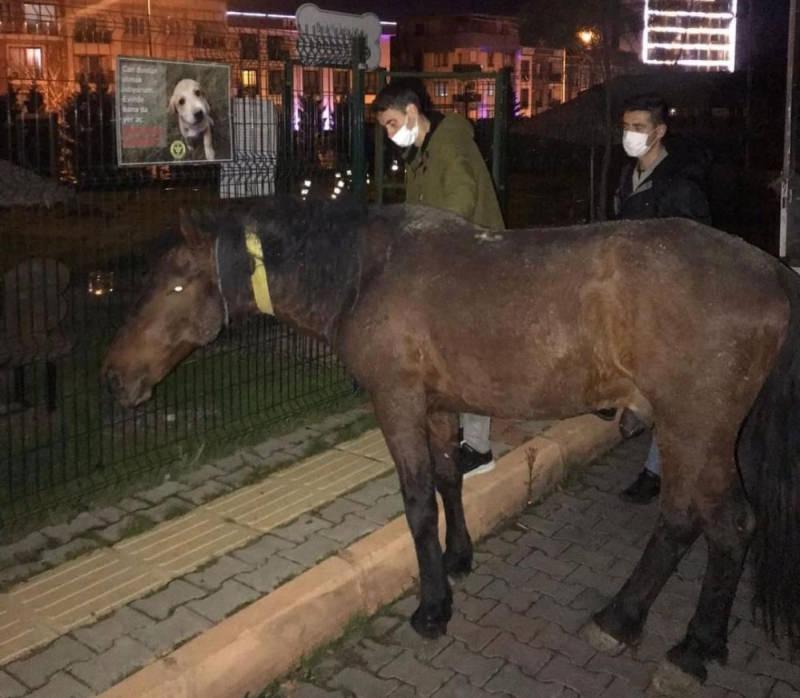 Atı iple aracın arkasına bağlayıp yürüttü, şikayet üzerine gözaltına alındı