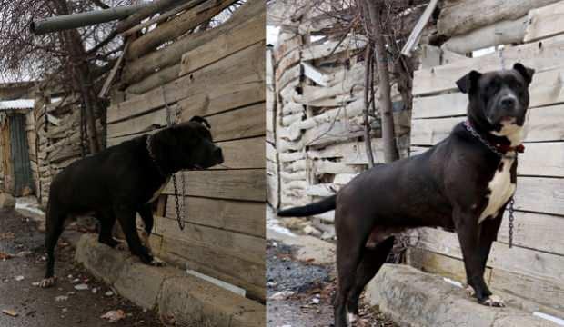 Sivas&rsquo;ta yasakları dinlemeyen pitbull sahibine 15 bin TL para cezası