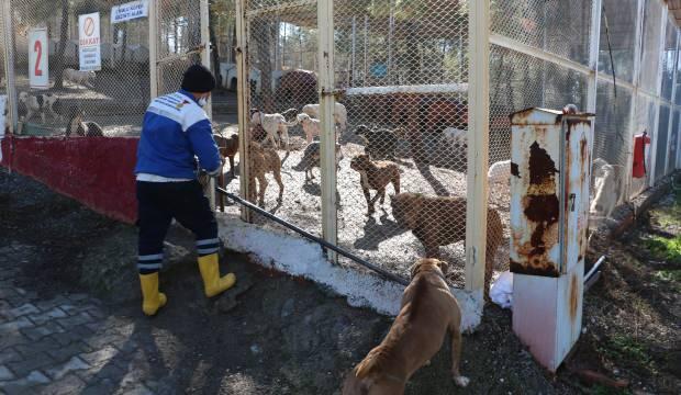 Kahramanmaraş’ta 20 günde 80’in üzerinde yasaklı ırk köpek toplandı 