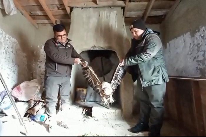Bolu’da bitkin halde bulduğu kaya kartalını tavuk kümesinde besledi