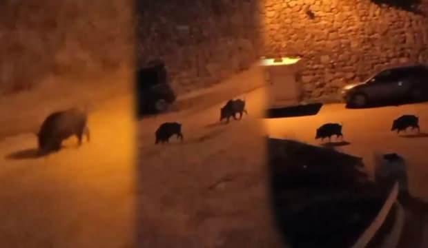 Bursa’da yiyecek aramak için şehre inen domuzlar görenleri şaşırttı!