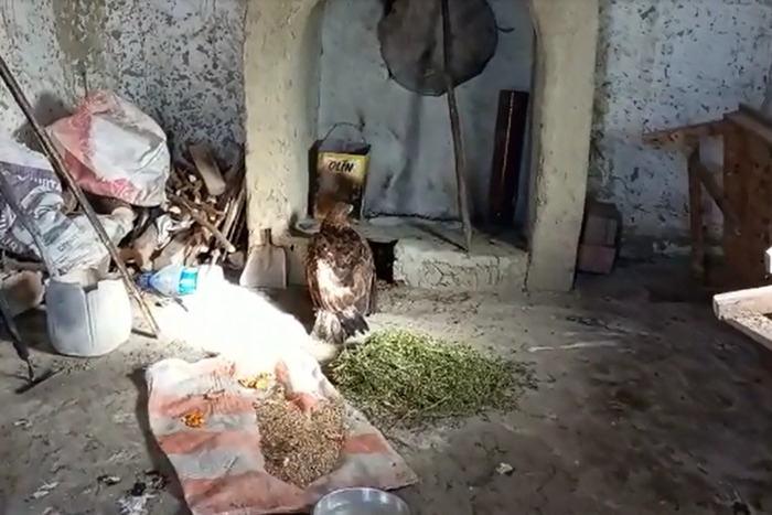 Bolu’da bitkin halde bulduğu kaya kartalını tavuk kümesinde besledi