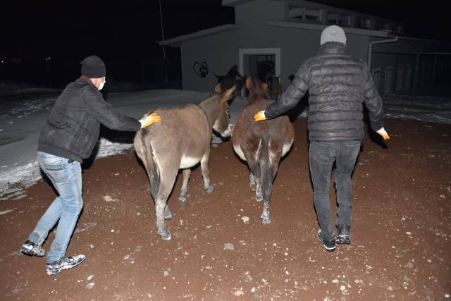 Siverek’te 20 eşek donmaktan kurtarıldı