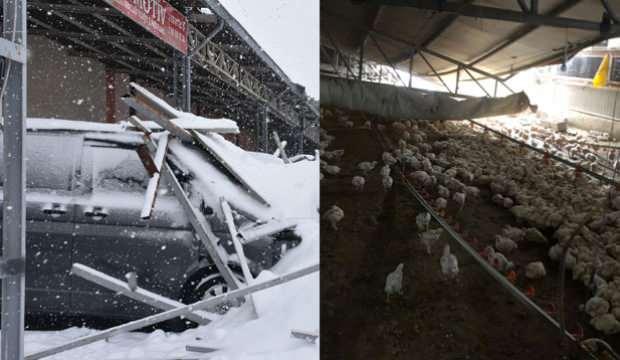 Malatya’da çatı çöktü, 30 bin tavuk öldü! 7 milyon TL’lik zarar oluştu