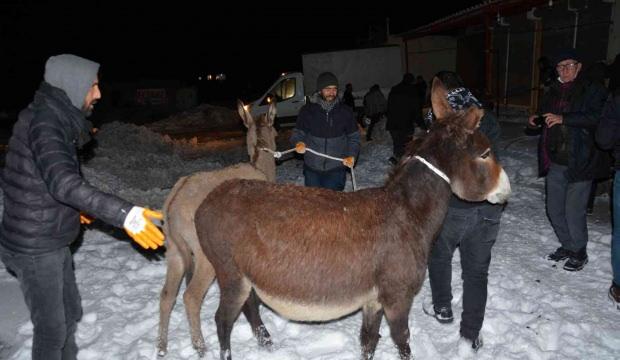 Siverek’te 20 eşek donmaktan kurtarıldı