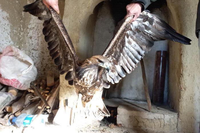 Bolu’da bitkin halde bulduğu kaya kartalını tavuk kümesinde besledi