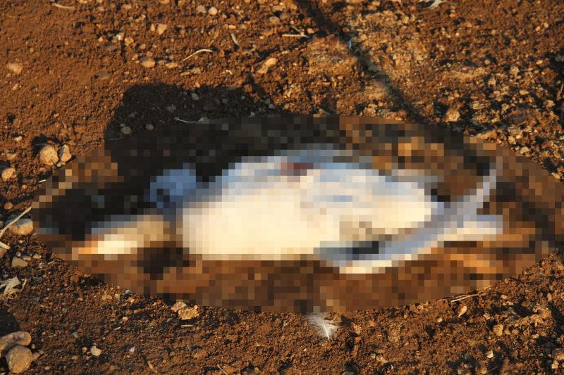 Başıboş köpekler kazları telef etti, Şırnaklı Ali isyan etti!