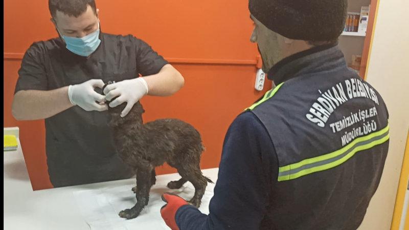 Sakarya’da yavru köpekler donmaktan son anda kurtarıldı 