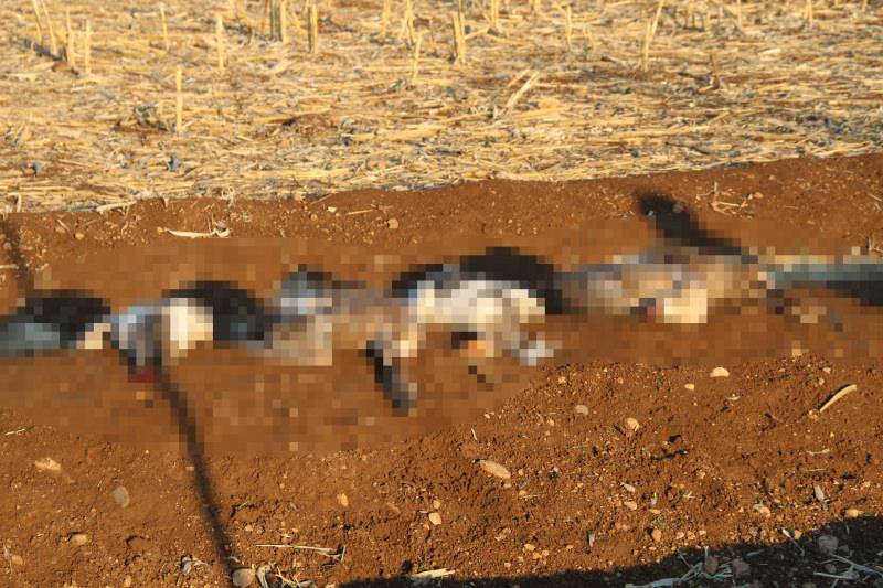 Başıboş köpekler kazları telef etti, Şırnaklı Ali isyan etti!