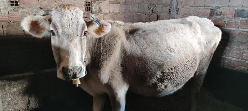 Bolu’da inek üçüz doğurdu, gören şaştı kaldı 