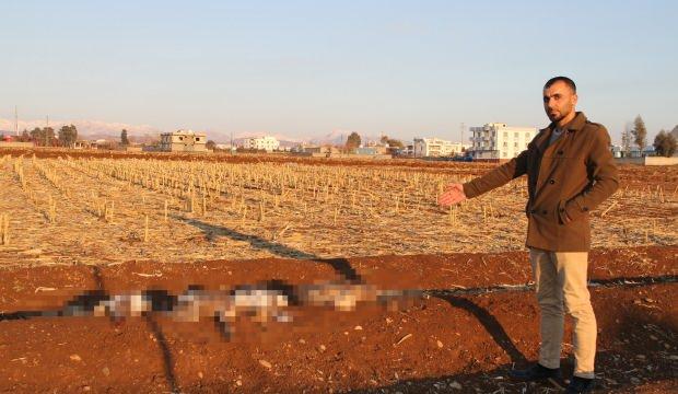 Başıboş k&ouml;pekler kazları telef etti, Şırnaklı Ali isyan etti!