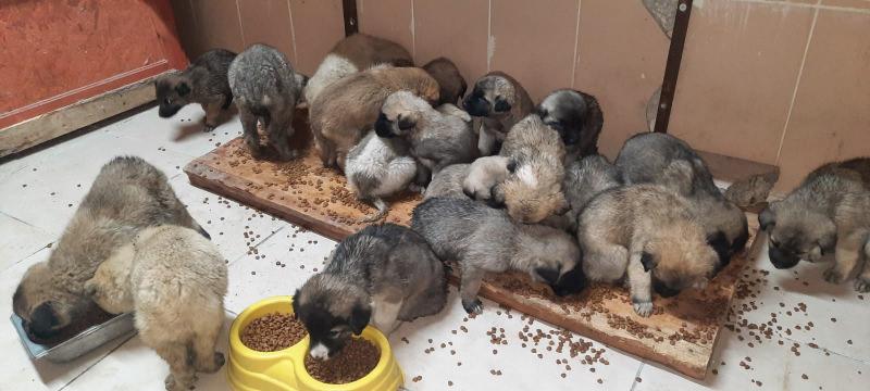 Erzurum’da 63 yavru köpek donmaktan son anda kurtarıldı 