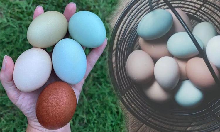 Mavi yumurtanın faydaları nelerdir?
