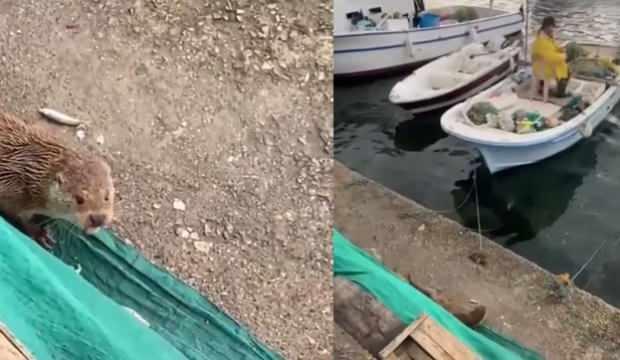 Sinop’ta balıkçı su samurunu besledi, ortaya renkli görüntüler çıktı 