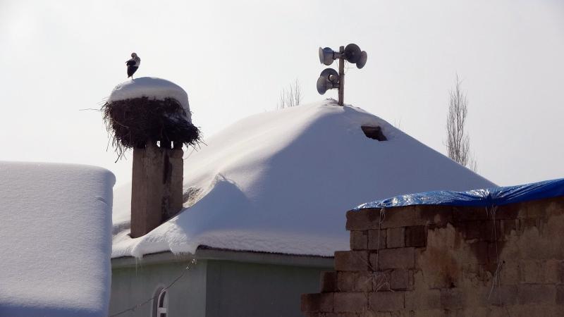 4 yıldır caminin bacasından ayrılmadı, leylek köyün vazgeçilmezi oldu 