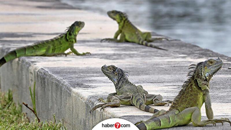 Florida iguana