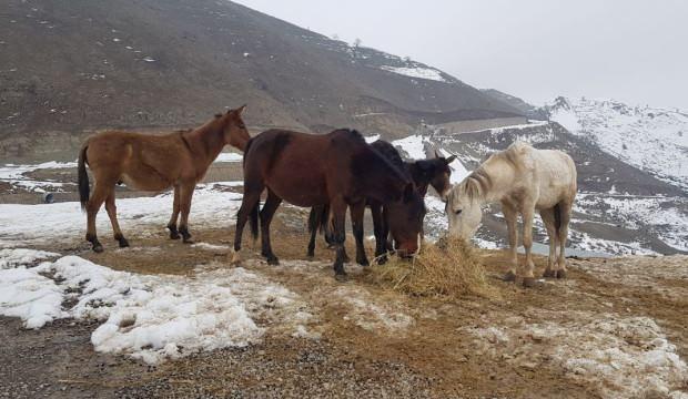 Hakkari’de hayırsever vatandaş donmak üzere olan atlara sahip çıktı 