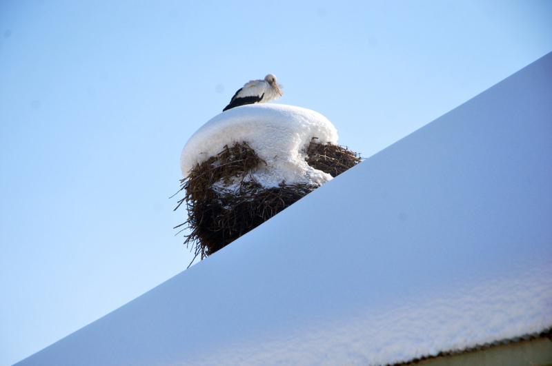 4 yıldır caminin bacasından ayrılmadı, leylek köyün vazgeçilmezi oldu 