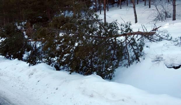 Yozgat’ta etkili olan kar yağışı çam ağaçlarını devirdi