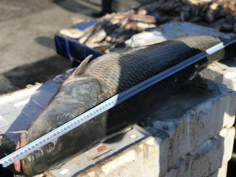 Erzincan’da 80 kiloluk dev balığa büyük ilgi! Kilosu 50 TL