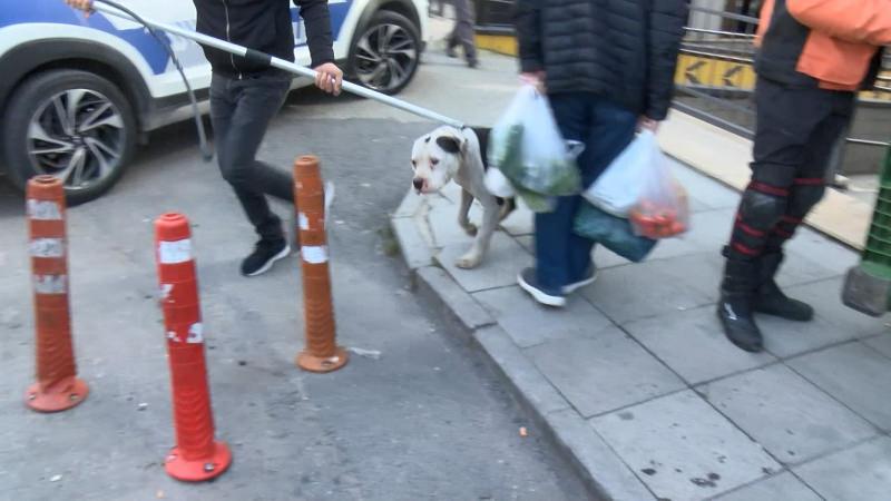 Çevredekiler tarafından market önünde sıkıştırılan pitbull, barınağa götürüldü.