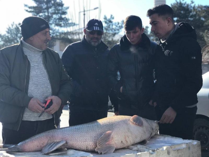 Erzincan’da 80 kiloluk dev balığa büyük ilgi! Kilosu 50 TL