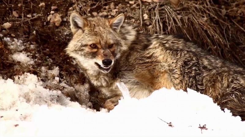 Hakkari’de yaralı kurdu doğa yürüyüşündeki öğretmen kurtardı 