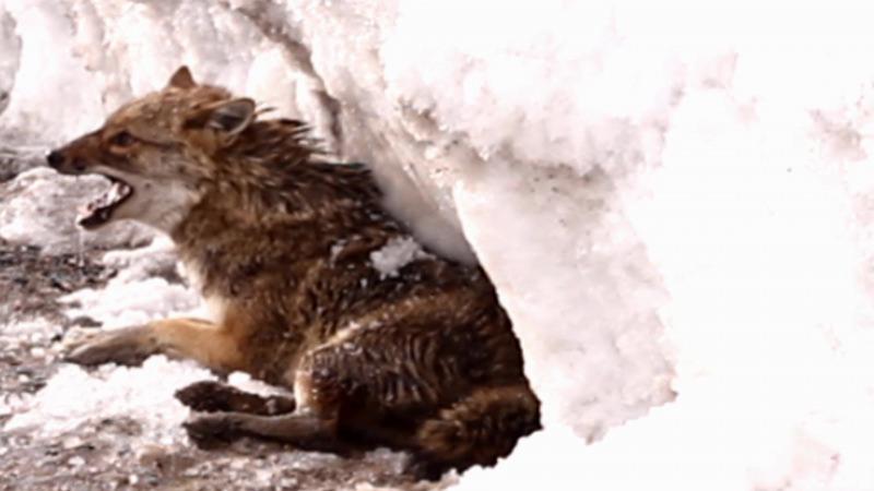Hakkari’de yaralı kurdu doğa yürüyüşündeki öğretmen kurtardı 