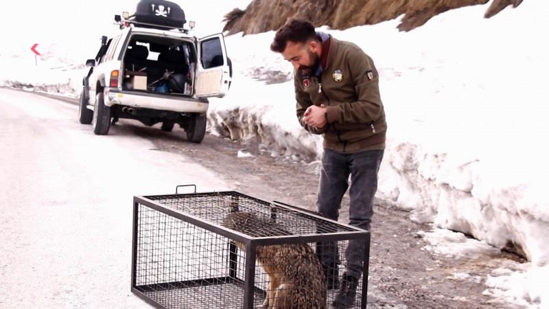 Hakkari’de yaralı kurdu doğa yürüyüşündeki öğretmen kurtardı 