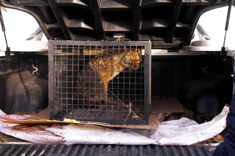 Hakkari’de yaralı kurdu doğa yürüyüşündeki öğretmen kurtardı 