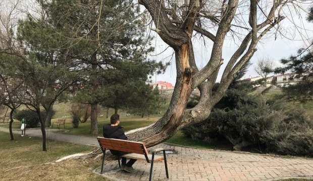 Eskişehir’de yatay olarak büyüyen ağaç görenlerin dikkatini çekiyor