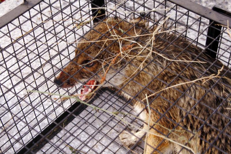Hakkari’de yaralı kurdu doğa yürüyüşündeki öğretmen kurtardı 
