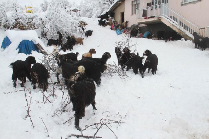 Konya’da dağ keçileri, ağaç dallarıyla beslendi