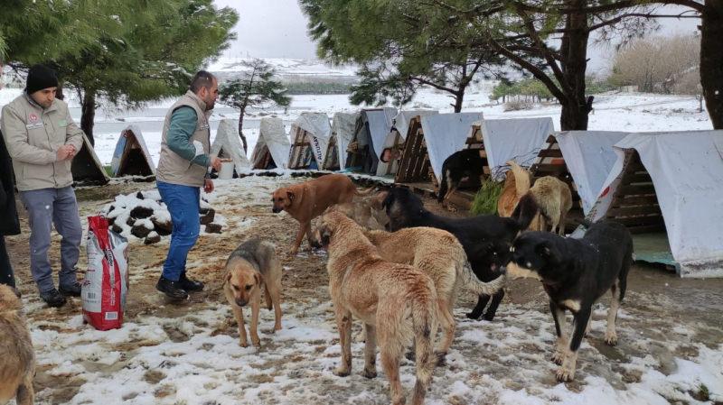 İstanbul Valiliği kar yağışında sokak hayvanlarını unutmadı