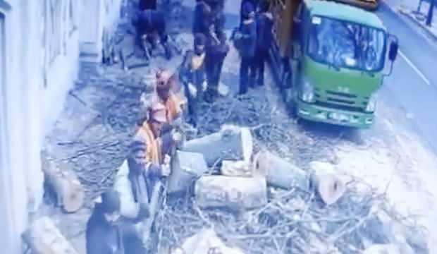 CHP'li İBB'nin Çırağan'daki ağaç katliamının görüntüleri ortaya çıktı! - GÜNCEL Haberleri