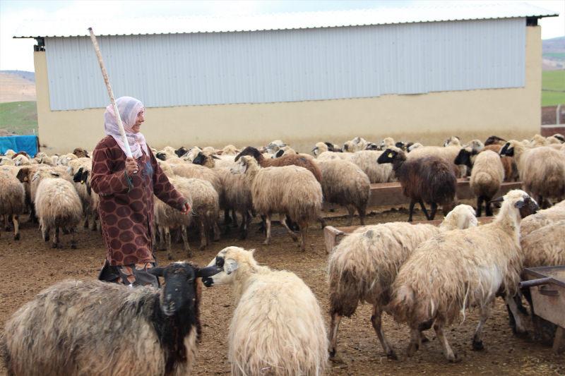 Elazığ’da 3 çocuk annesi kadın devlet desteği ile çiftlik kurdu! 
