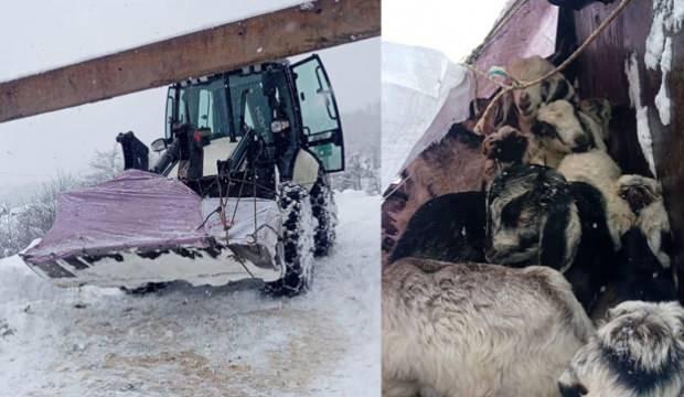 Rize’de karda mahsur kalan çoban ve sürüsü kurtarıldı!