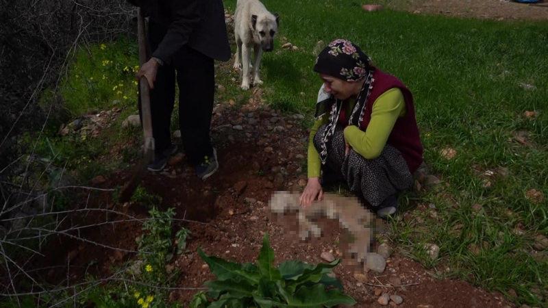 Adana’da yolu kapanan besici kadın gözyaşlarına boğuldu! Dört kuzusu telef oldu   