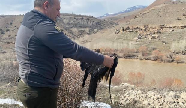Erzincan’da yaralı halde bulunan şahin tedavi edildi