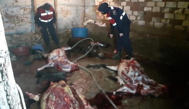 Akhisar'da at ve eşek kesen 5 kişi suçüstü yakalandı