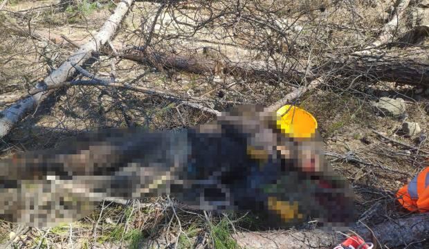 Antalya’da feci ölüm! Arkadaşının kestiği ağaç üzerine düştü