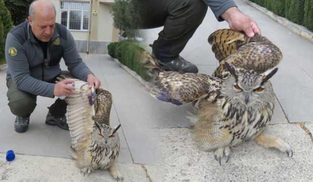 Erzincan’da tedavisi tamamlanan Puhu kuşu doğaya salındı