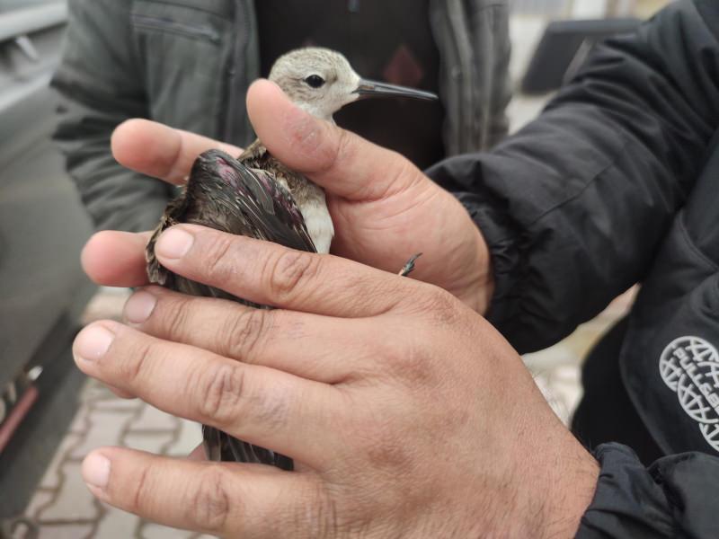 Kanadı kırılmış halde bulunan 'dövüşken kuş' tedaviye alındı 