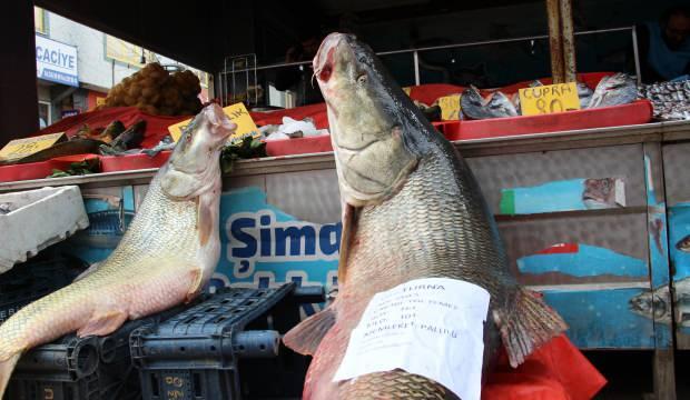 Sezonun son dev turna balığı Elazığ'da yakalandı! Tam 103 kilogram  