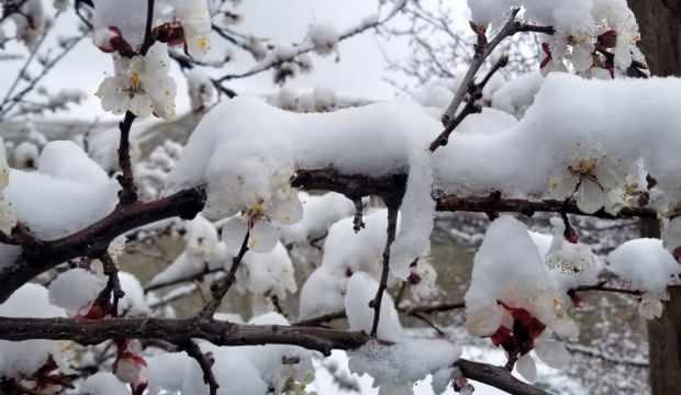 Erzincan’da Nisan ayında çiçek açan meyve ağaçlarını don vurdu   