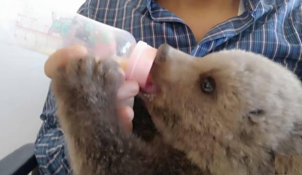 Irak sınırında bulunan ayı yavrusu ilgi odağı oldu   