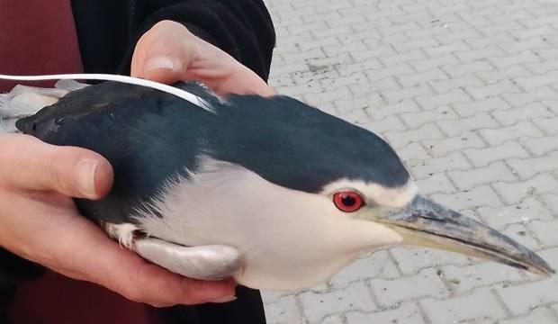 Afyonkarahisar’da gece balıkçılı kuşu yaralı halde bulundu