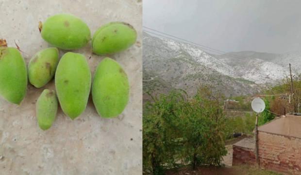 Elazığ’da dolu yağdı! Kayısı bahçeleri zarar gördü