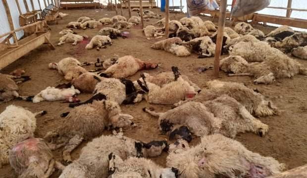 Ağıla kurt sürüsü girdi, 200 küçükbaş hayvanı telef oldu!